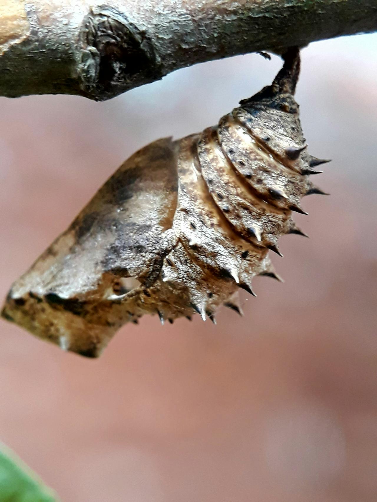 Kansas homeowner inspecting roof in early spring